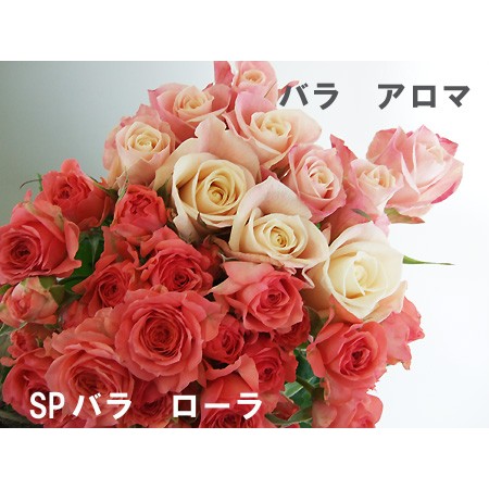 生花 Spバラ ローラ コーラル 40センチ 今週のオトクバラ Ot 通販 はなどんやアソシエ 生花 Spバラ ローラ コーラル 40センチ 今週のオトクバラ Ot 通販 はなどんやアソシエ