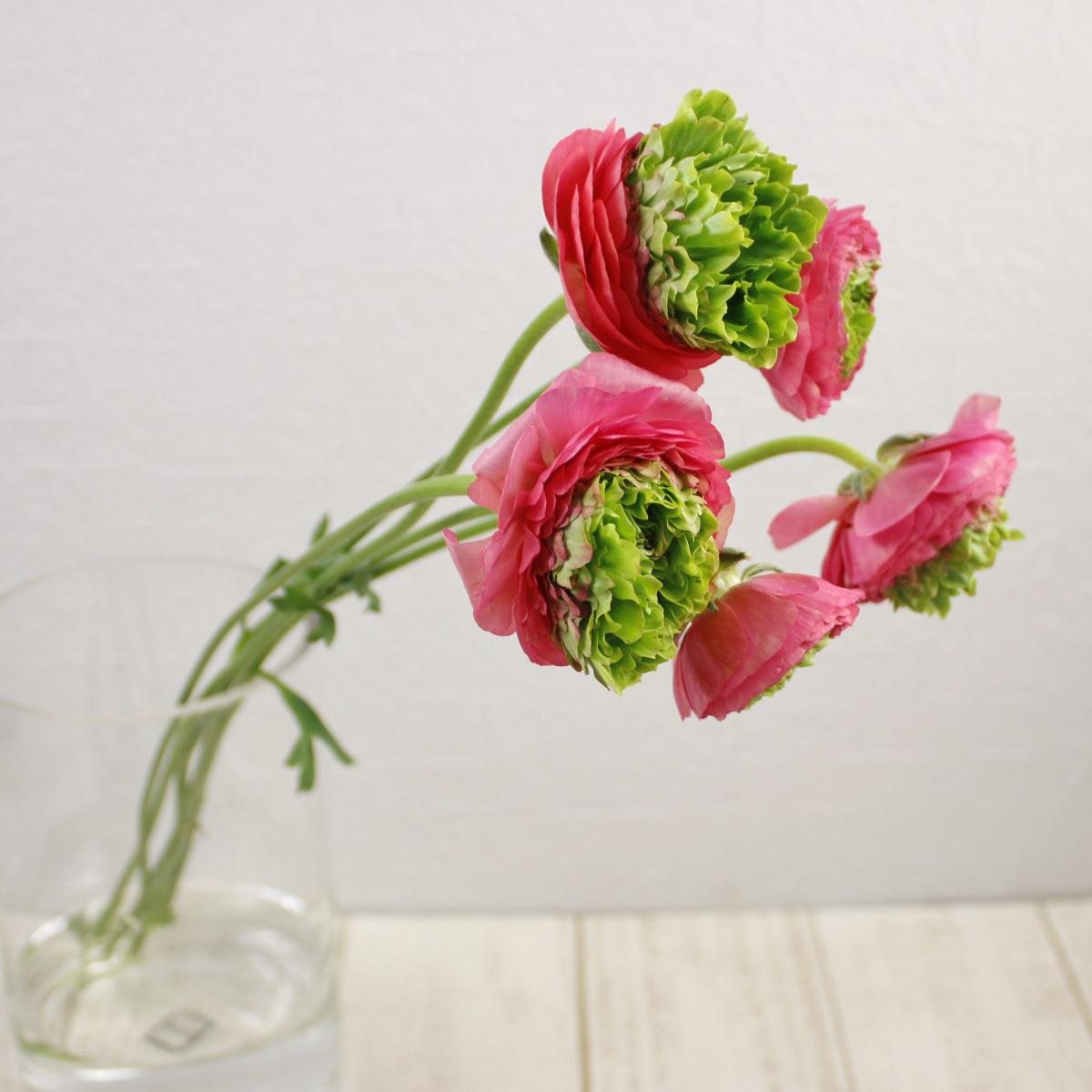 生花 緑芯ラナンキュラス ロゼヴェール ピンクグリーン 秀45cm初入荷 通販 はなどんやアソシエ 生花 緑芯ラナンキュラス ロゼヴェール ピンクグリーン 秀45cm初入荷 通販 はなどんやアソシエ