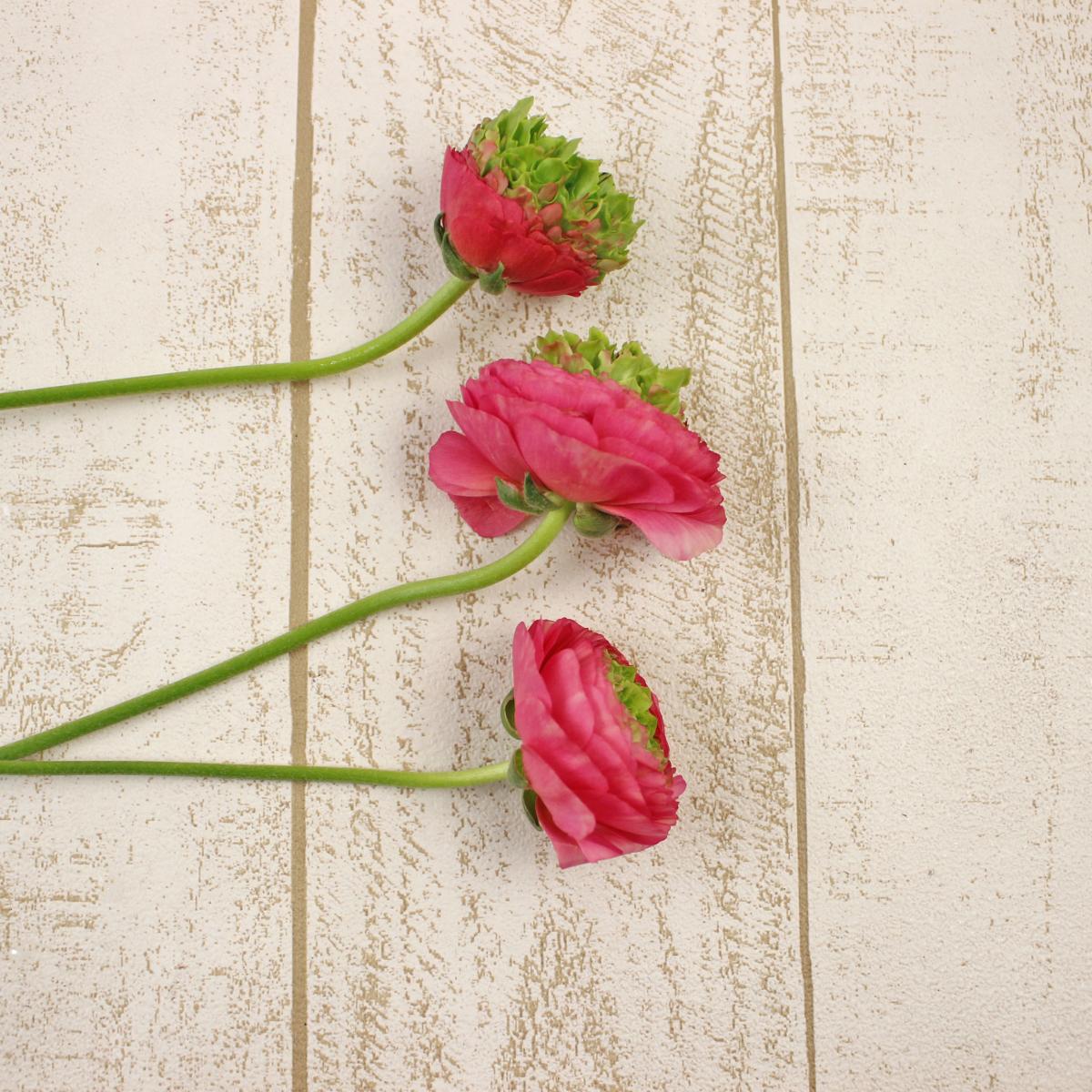 直前 緑芯ラナンキュラス ロゼヴェール ピンクグリーン 秀45cm 生花 通販 はなどんやアソシエ 直前 緑芯ラナンキュラス ロゼヴェール ピンクグリーン 秀45cm 生花 通販 はなどんやアソシエ