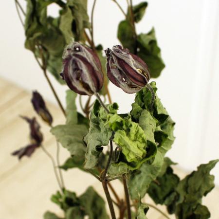 【ドライ】J・flow/クレマチス　スターリバー束3〜5本【XX】