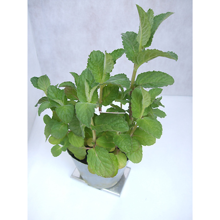 6 1以降お届け 5 27締め切り ハーブ苗 グレープフルーツミント 通販 はなどんやアソシエ 6 1以降お届け 5 27締め切り ハーブ苗 グレープフルーツミント 通販 はなどんやアソシエ