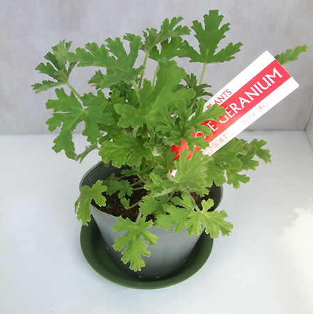 6 1以降お届け 5 27締め切り ハーブ苗 ローズゼラニウム 通販 はなどんやアソシエ 6 1以降お届け 5 27締め切り ハーブ苗 ローズゼラニウム 通販 はなどんやアソシエ