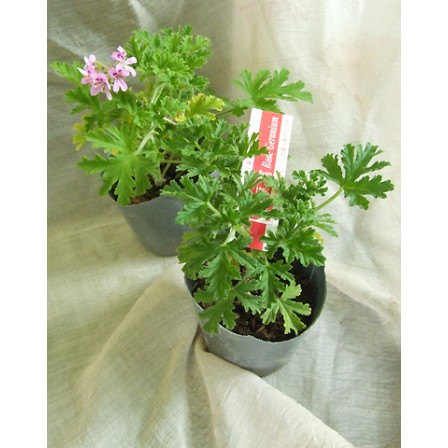 6 1以降お届け 5 27締め切り ハーブ苗 ローズゼラニウム 通販 はなどんやアソシエ 6 1以降お届け 5 27締め切り ハーブ苗 ローズゼラニウム 通販 はなどんやアソシエ