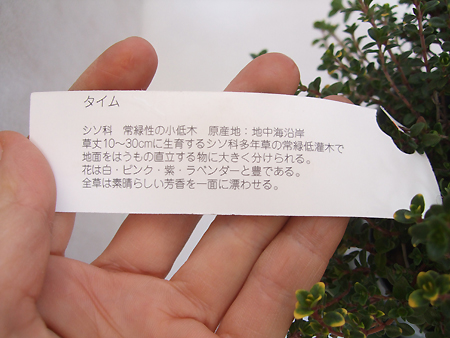ハーブ苗 シルバーレモンタイム 通販 はなどんやアソシエ ハーブ苗 シルバーレモンタイム 通販 はなどんやアソシエ