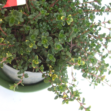 7/14〜お届け分。7/9〆切】ハーブ苗 ドーンバレータイム(這性