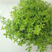 香るアロマタイム 根付き苗 分割5苗 香るアロマタイム 根付き苗 分割5苗