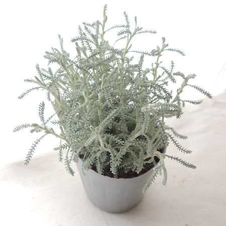 6 1以降お届け 5 27締め切り ハーブ苗 サントリーナ シルバー 通販 はなどんやアソシエ 6 1以降お届け 5 27締め切り ハーブ苗 サントリーナ シルバー 通販 はなどんやアソシエ