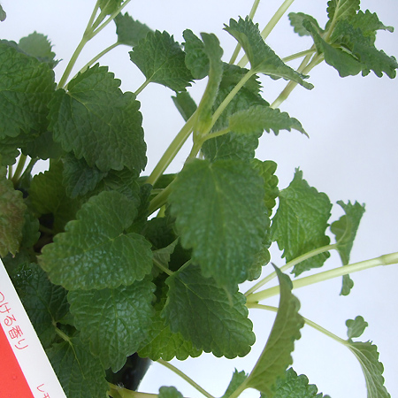 6 1以降お届け 5 27締め切り ハーブ苗 レモンバーム 通販 はなどんやアソシエ