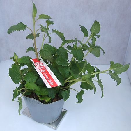 6 1以降お届け 5 27締め切り ハーブ苗 レモンバーム 通販 はなどんやアソシエ 6 1以降お届け 5 27締め切り ハーブ苗 レモンバーム 通販 はなどんやアソシエ