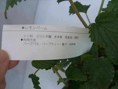 6 1以降お届け 5 27締め切り ハーブ苗 レモンバーム 通販 はなどんやアソシエ 6 1以降お届け 5 27締め切り ハーブ苗 レモンバーム 通販 はなどんやアソシエ
