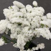 ※販売期間外※【Ｓ！直前□】スターチス　パウダースノー　秀60cm　白