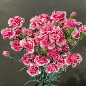 【Ｓ！直前□】SPストック　チェリーカルテット　秀60　(ピンク)