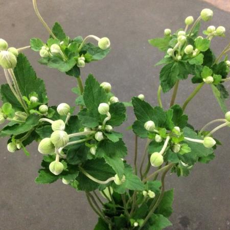 【トモフラ】秋明菊白 90cm白)長め