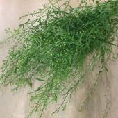 ※販売期間外※【Hotsale□】ナズナ　タラスピ　50cm