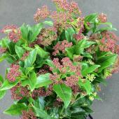 ※販売期間外※【トモフラ】ビバーナム　ときわがまずみ　秀50