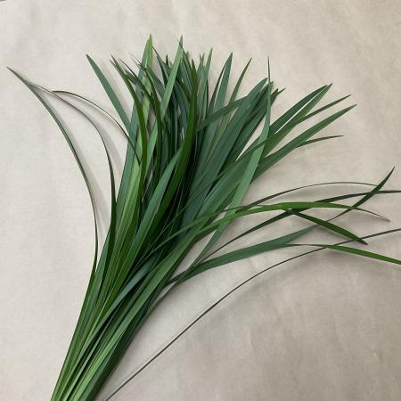 【トモフラ】ハモノ　ミスカンサス　グリーン　55cm　約50入り