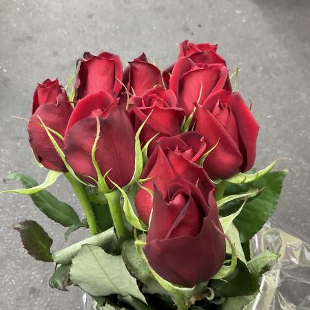 【トモフラ☆】バラ サムライ08 70cm(赤)