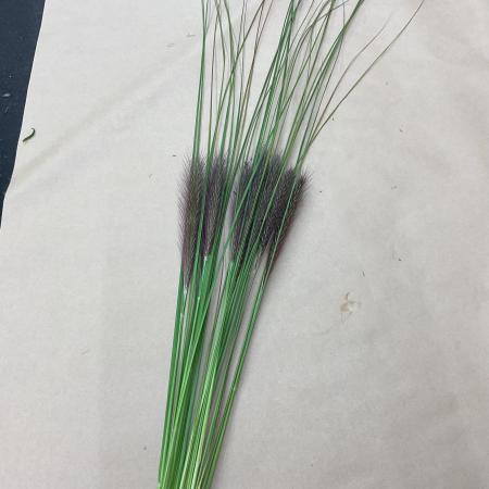 【S!直前□】グラス類　チカラシバ　50cm