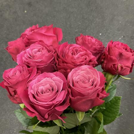 【トモフラ】バラ　プライムチャーム50cm