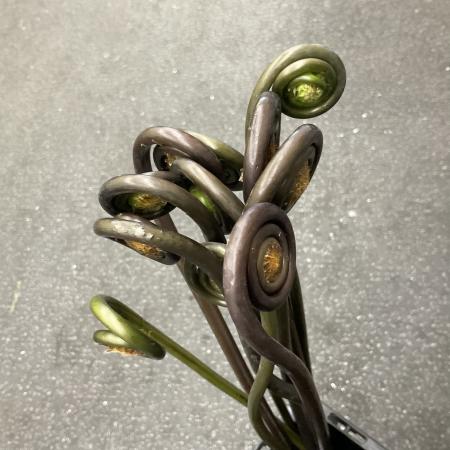 【トモフラ】ゼンマイ　(シンメ)