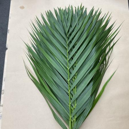 【トモフラ】ハモノ　アレカヤシ　70cm