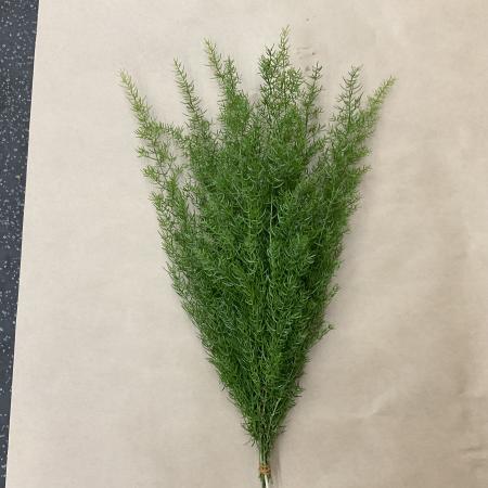 【トモフラ】アスパラガス　タチテンモンドウ　50cm