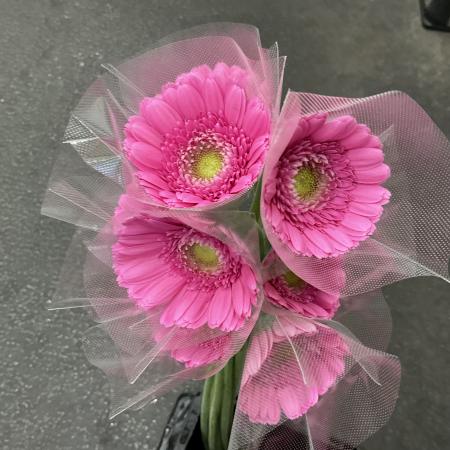 【トモフラ】ガーベラ　ピラルドピンク　秀2L　(桃)