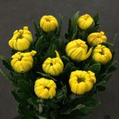 【白菊】オーダー2品 楽天市場】角2封筒 白菊100g 中貼/500枚 : 封筒・名刺・案内状の