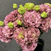 ※販売期間外※【トモフラ〇】トルコキキョウ　エグゼアンティークピンク　秀６０cm　(茶～ピンク)