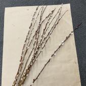 【S!直前□】ヤナギルイ　赤芽柳90ｃｍ　芽吹いています