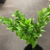 トモフラ□☆】丸葉ルスカス 70cm - 花材通販はなどんやアソシエ