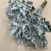 ※販売期間外※【S!直前□】葉物　ダスティーミラー　(白妙菊)　葉　25cm