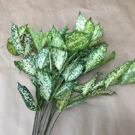 【トモフラ】ドラセナ ゴットフロリダビューティ 50CM