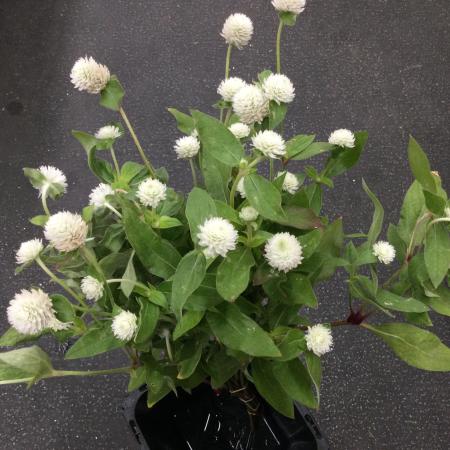 【トモフラ】千日紅オードリーホワイト50CM