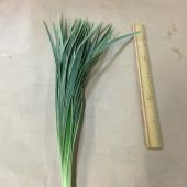 ※販売期間外※【Ｓ！直前□】ミスカンサス　リリオペ　ミスカンサス　斑入り　45cm　束　約５０入り