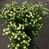 ※販売期間外※【S!直前】小菊　(白)　 2L
