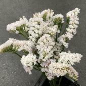 ※販売期間外※【Hotsale】スターチス　シトロン　５５cm白系