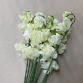 S!直前□□】ニゲラ グリーンマジック 秀75 (グリーン) - 花材通販は