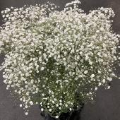 Hotsale】スカビオサ チェリーバニラ 50cm - 花材通販はなどんやアソシエ