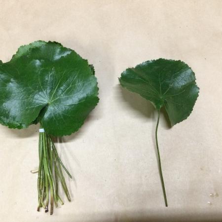 【トモフラ□】葉物　ゲイラック　L　束約25入り