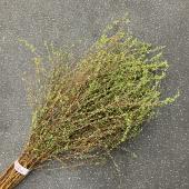 ※販売期間外※【Ｓ！直前□□】雪柳　(花付)　S