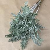 ※販売期間外※【Hotsale】セントーレア　シネラリア　(ダスティーミラーギムノカルパ)35cm