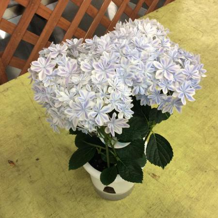 送料無料】【Hotsale】鉢物 紫陽花 万華鏡ブルー 5寸 ※北海道・九州 送料無料】【Hotsale】鉢物 紫陽花 万華鏡ブルー 5寸 ※北海道・九州
