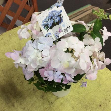 送料無料】【Hotsale】鉢物 紫陽花 フレンチボレロ 5寸 ※北海道