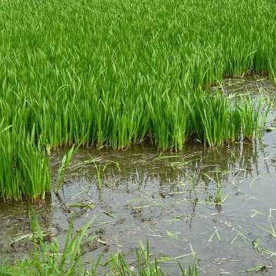 りぃです。購入済みです。耐寒宿根草　菖蒲湯用の菖蒲の株１株22-4(5) りぃ様 専用です。購入済みです。耐寒宿根草 菖蒲湯用の菖蒲の株