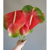 生花】アンスリウム スパイス 4L【早締切-74】オバケアンス(グリーン