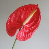 ※販売期間外※【生花】アンスリューム　トロピカルレッドM　（赤）翠光園芸 【早締切-74】