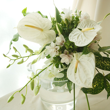 生花 アンスリューム 白 Mサイズ 通販 はなどんやアソシエ 生花 アンスリューム 白 Mサイズ 通販 はなどんやアソシエ