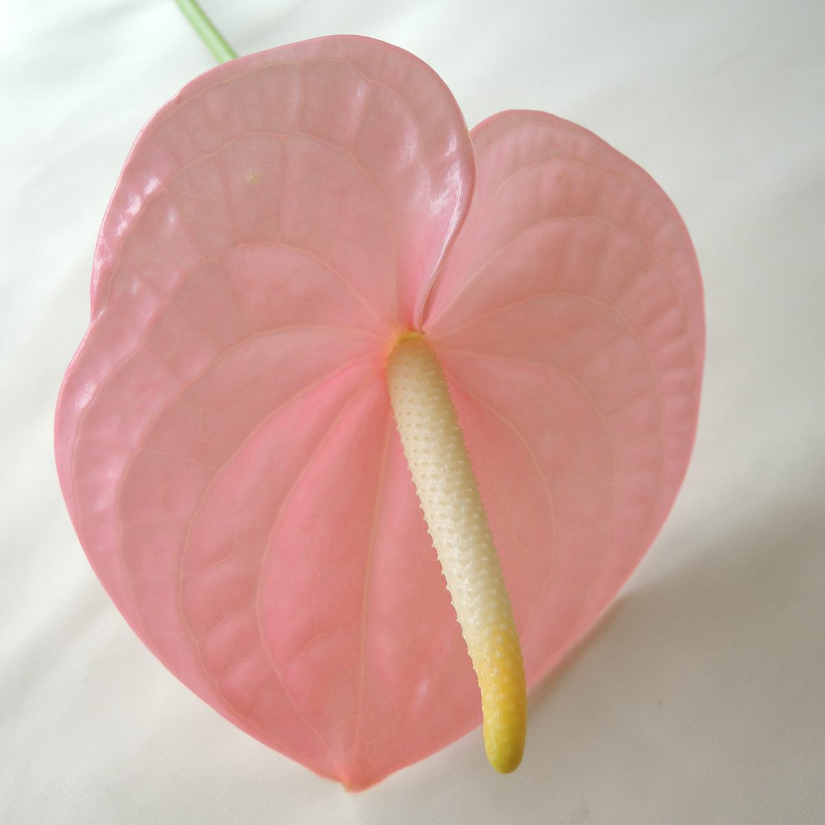 生花 アンスリュームm ピンク系 Otsk 通販 はなどんやアソシエ 生花 アンスリュームm ピンク系 Otsk 通販 はなどんやアソシエ