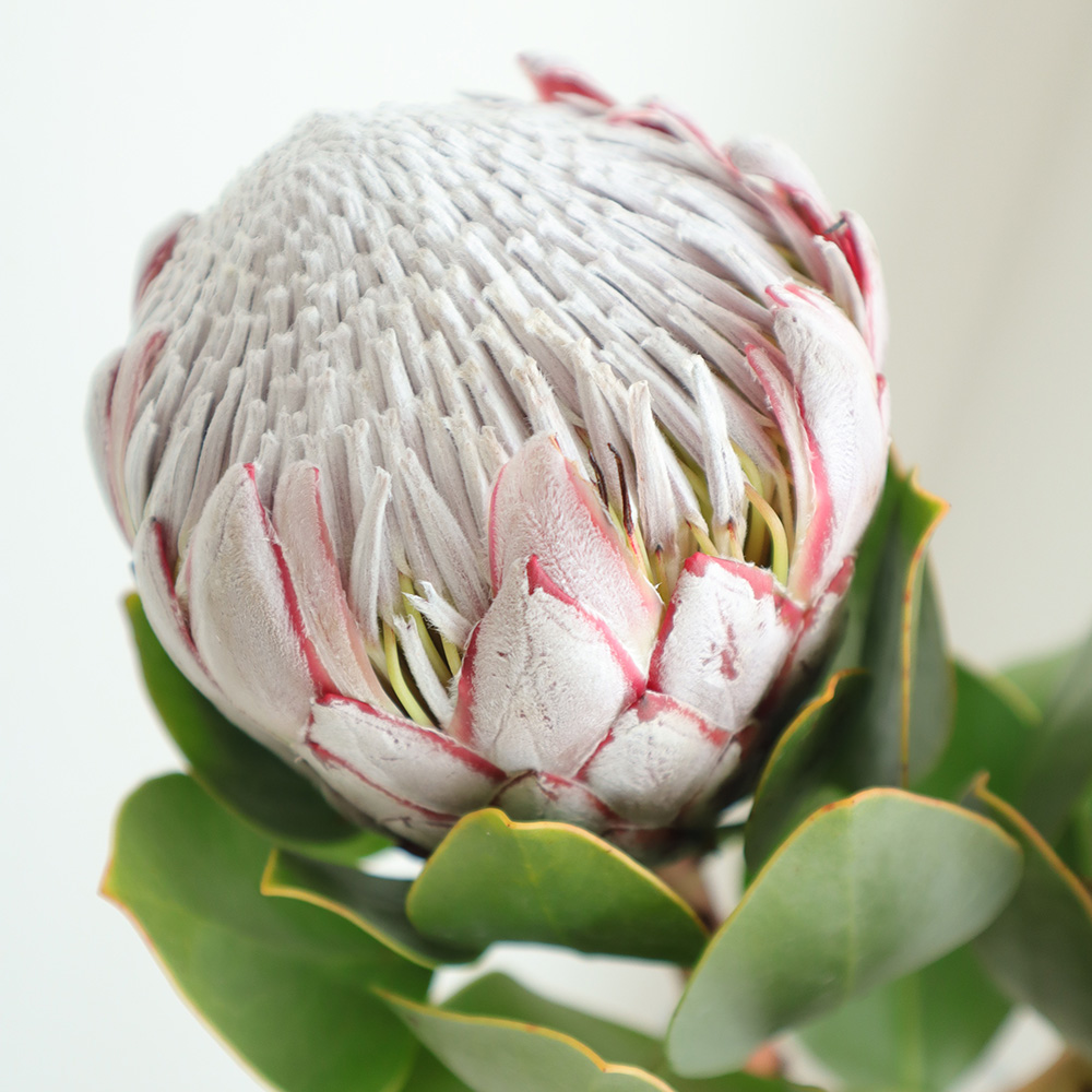 生花 キングプロテア ピンク 50cm Or 通販 はなどんやアソシエ 生花 キングプロテア ピンク 50cm Or 通販 はなどんやアソシエ